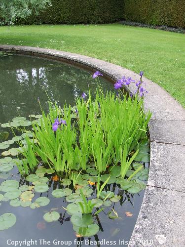 Knightshayes (14)
